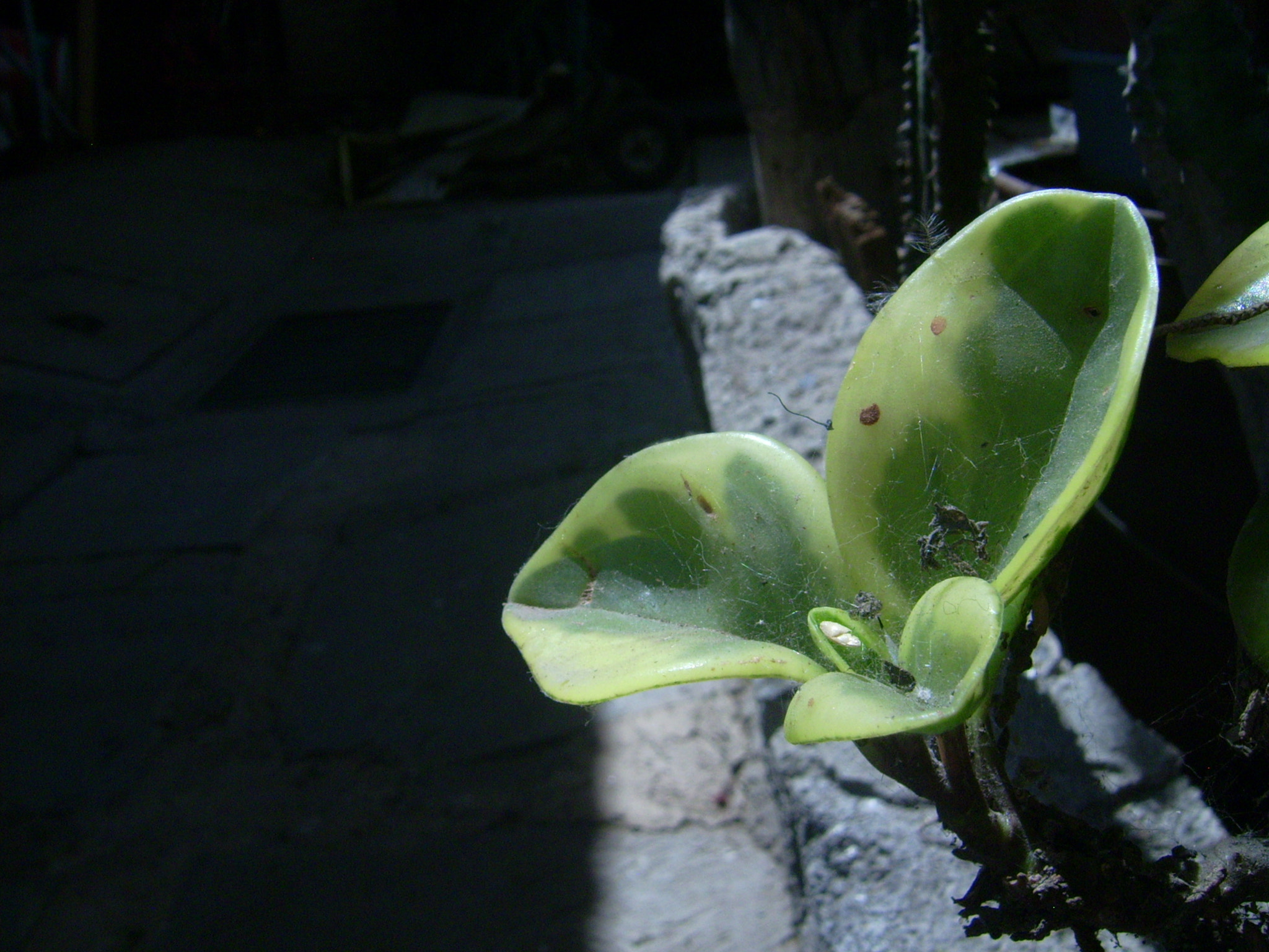 Polaroid I532 sample photo. Planta.jpg photography