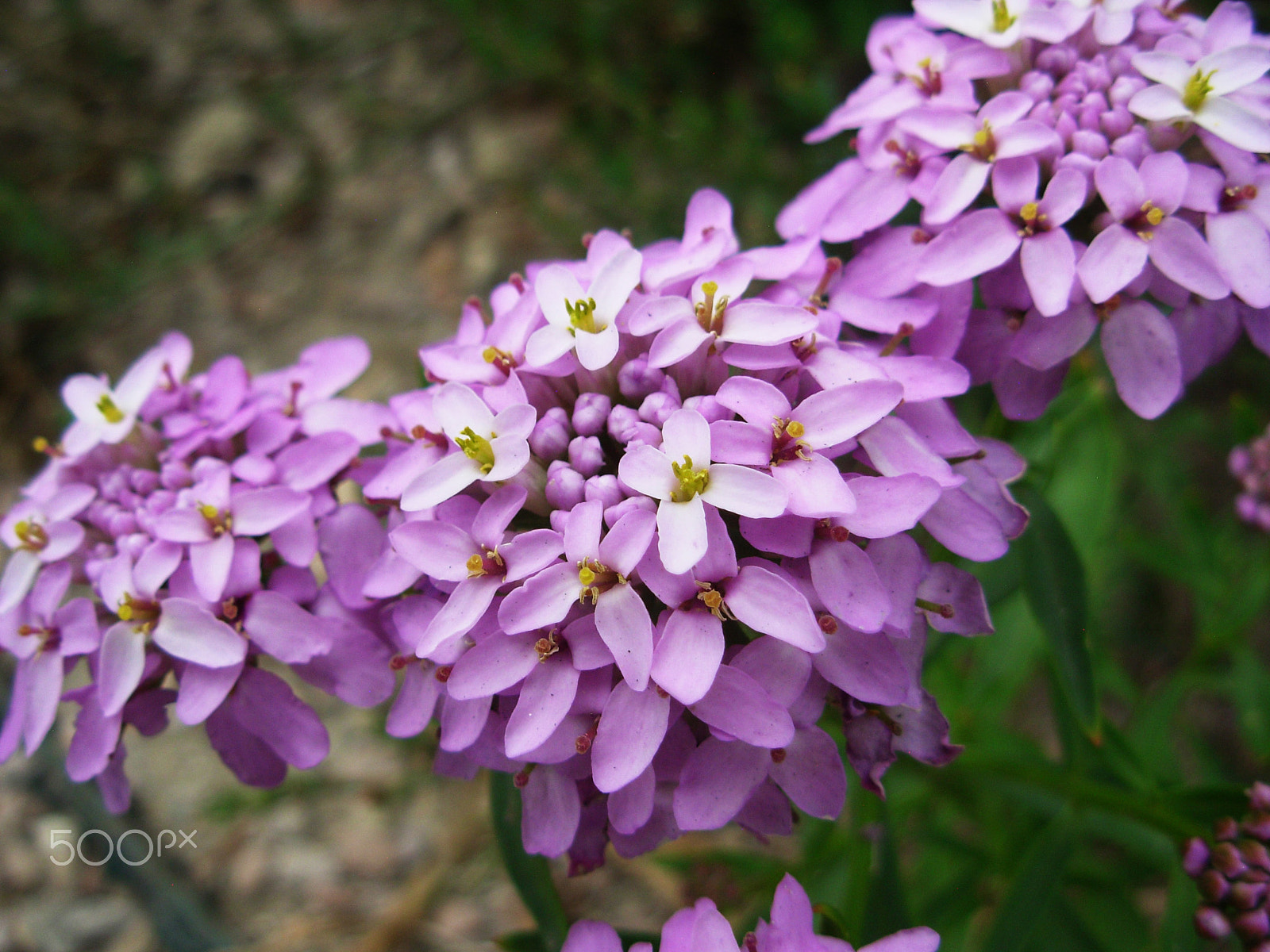 Nikon COOLPIX L1 sample photo. Flower photography