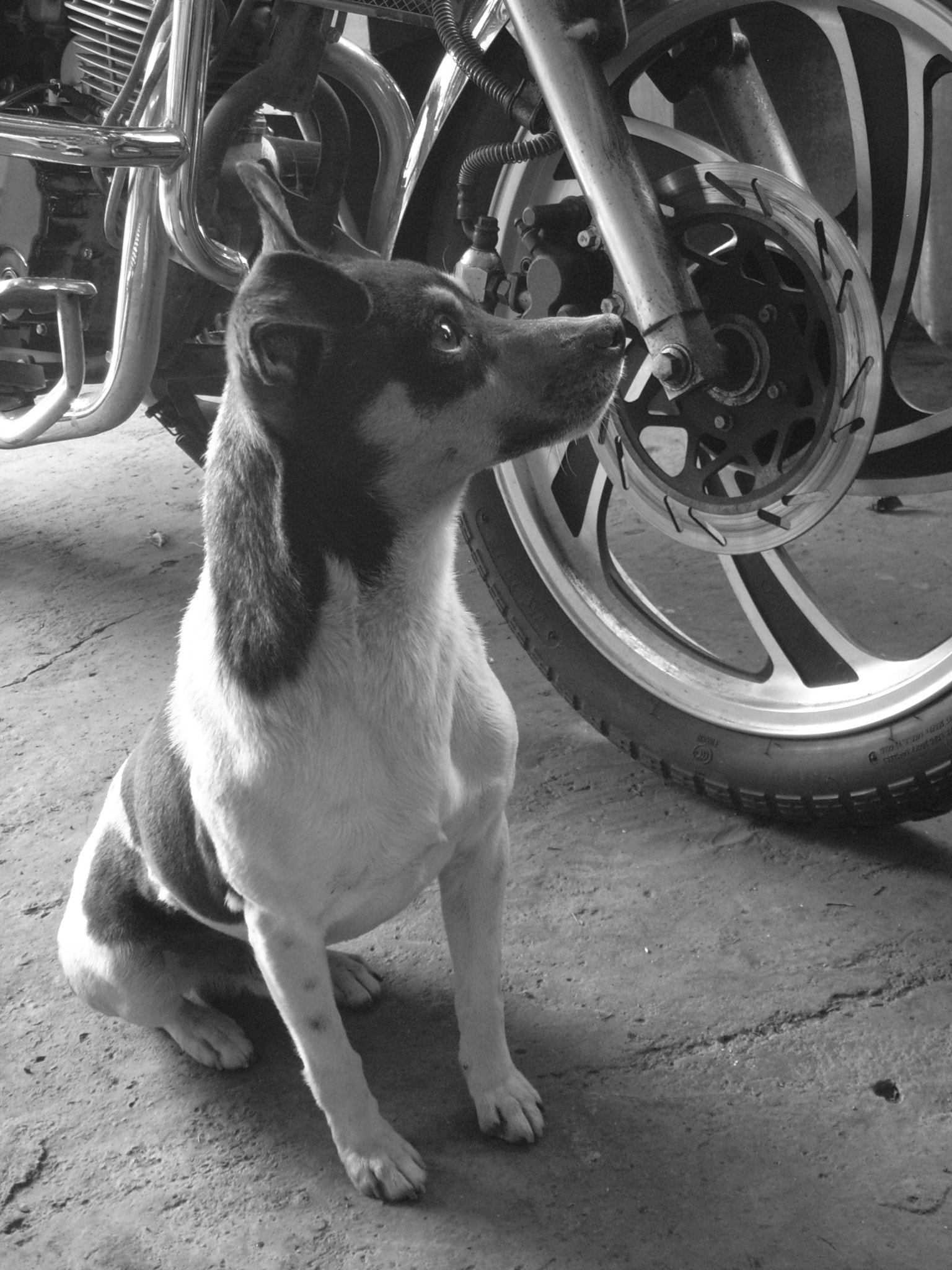 Polaroid I532 sample photo. Little dog.jpg photography