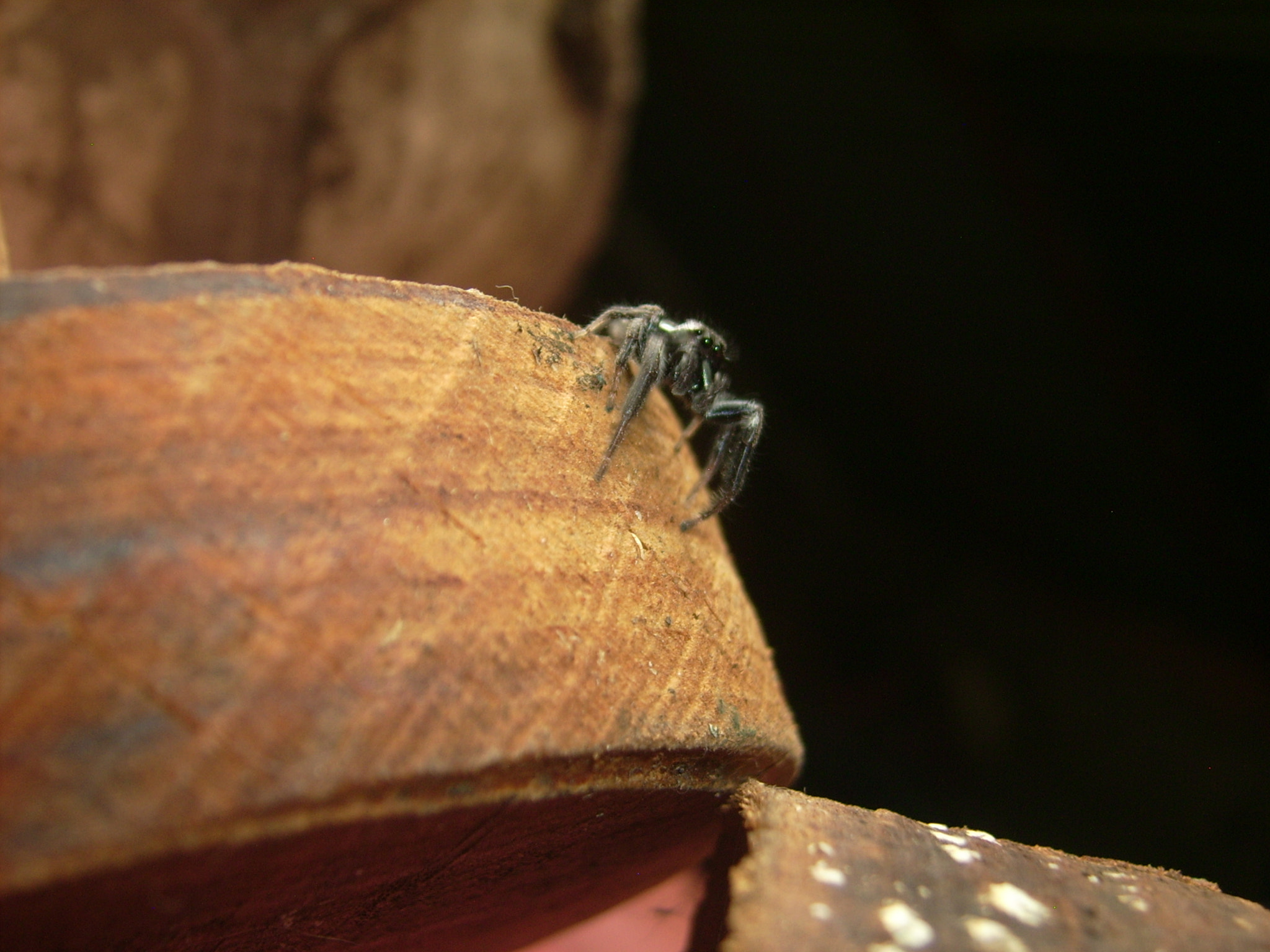 Polaroid I532 sample photo. Little spider.jpg photography