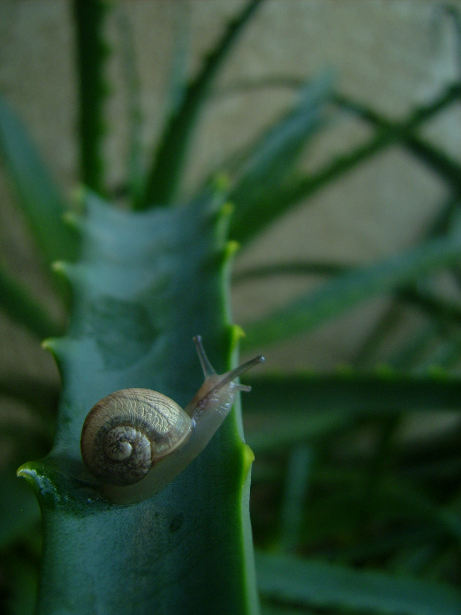 Polaroid I532 sample photo. Caracol.jpg photography