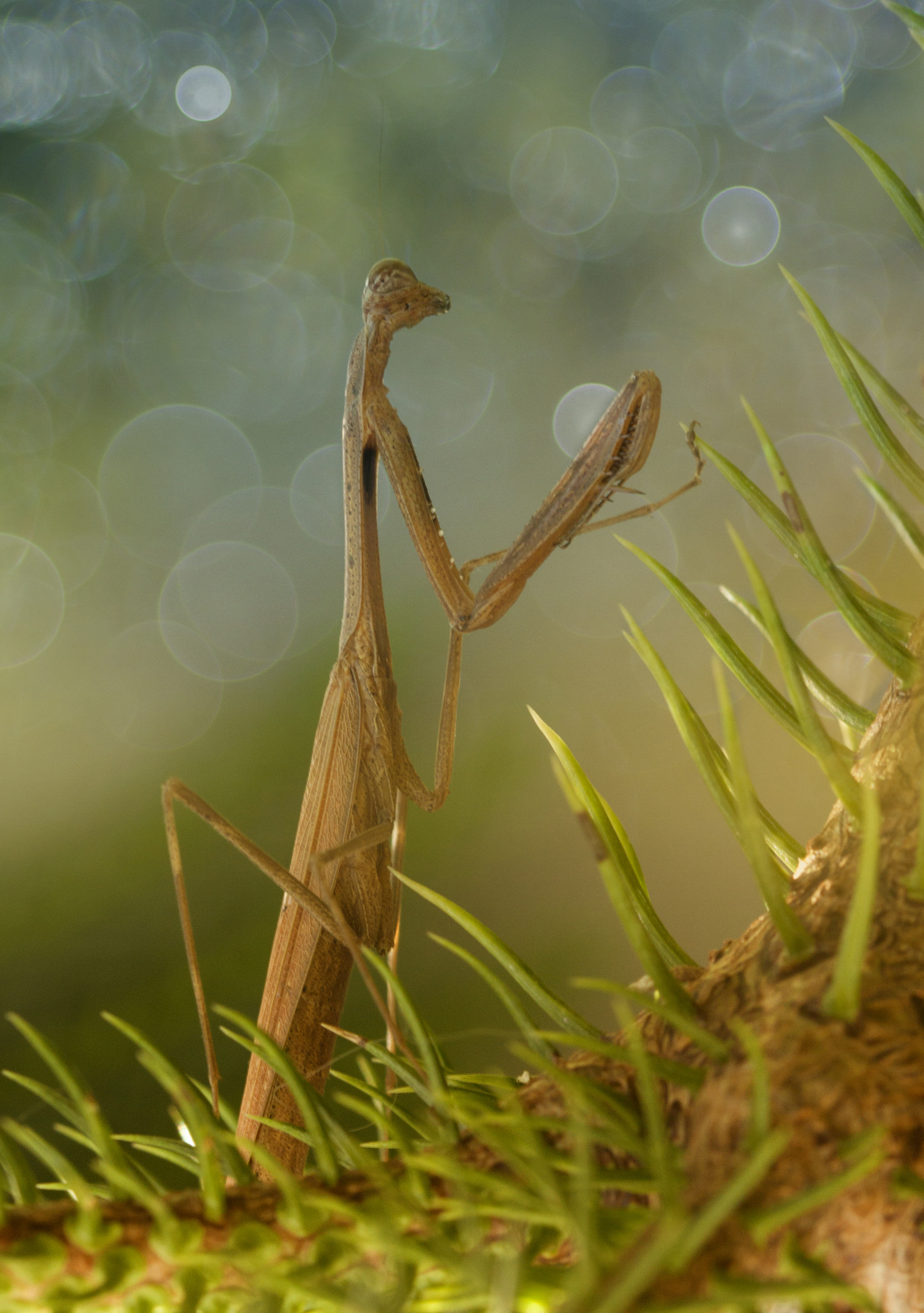 Canon EOS 50D + Canon EF 100mm F2.8 Macro USM sample photo. Stand by  photography