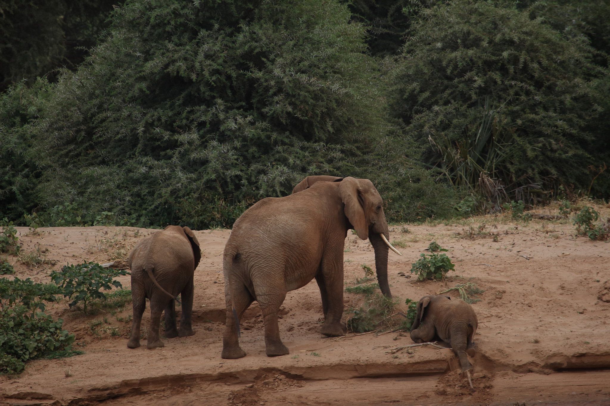 Canon EF 100-400mm F4.5-5.6L IS USM sample photo. Fallen elephant photography
