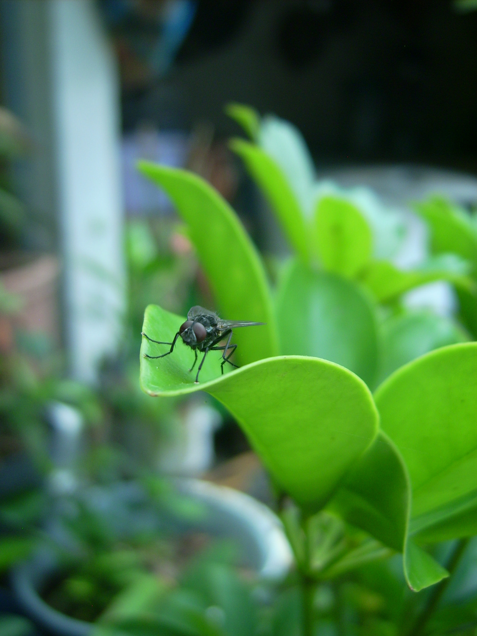 Polaroid I532 sample photo. Mosca.jpg photography