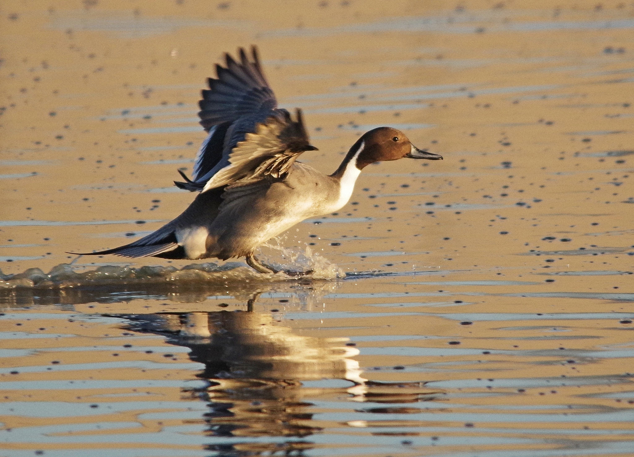Sigma 150-500mm F5-6.3 DG OS HSM sample photo. Water-skiing expert photography