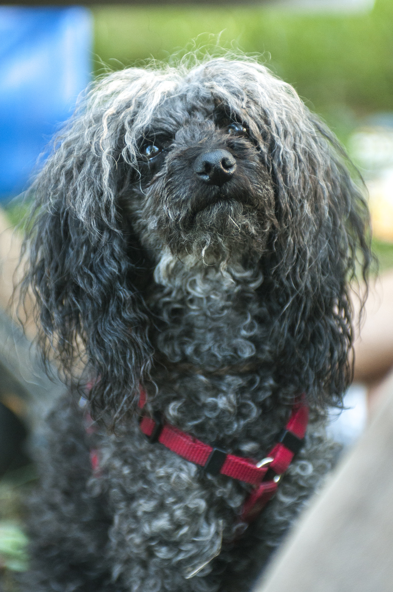 Nikon AF-S Nikkor 28-70mm F2.8 ED-IF sample photo. Puppygoldberg photography