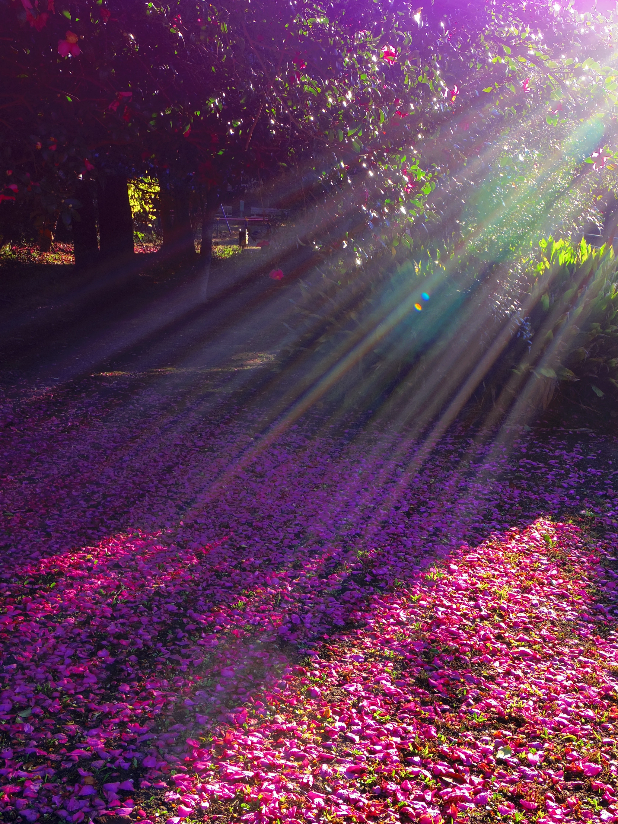 Pentax 02 Standard Zoom sample photo. Carpet of the sasanqua camellia petals photography