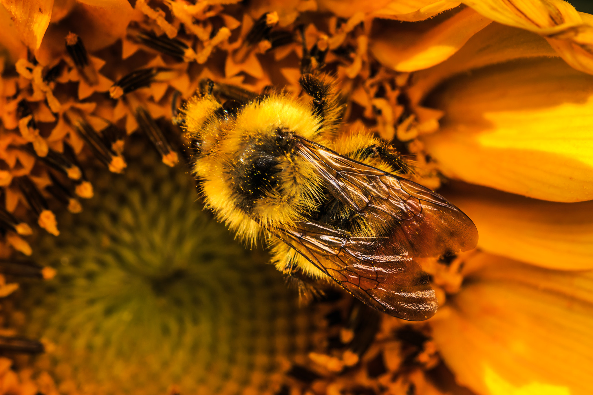 Sigma 105mm F2.8 EX DG OS HSM sample photo. Bees are buzzing photography