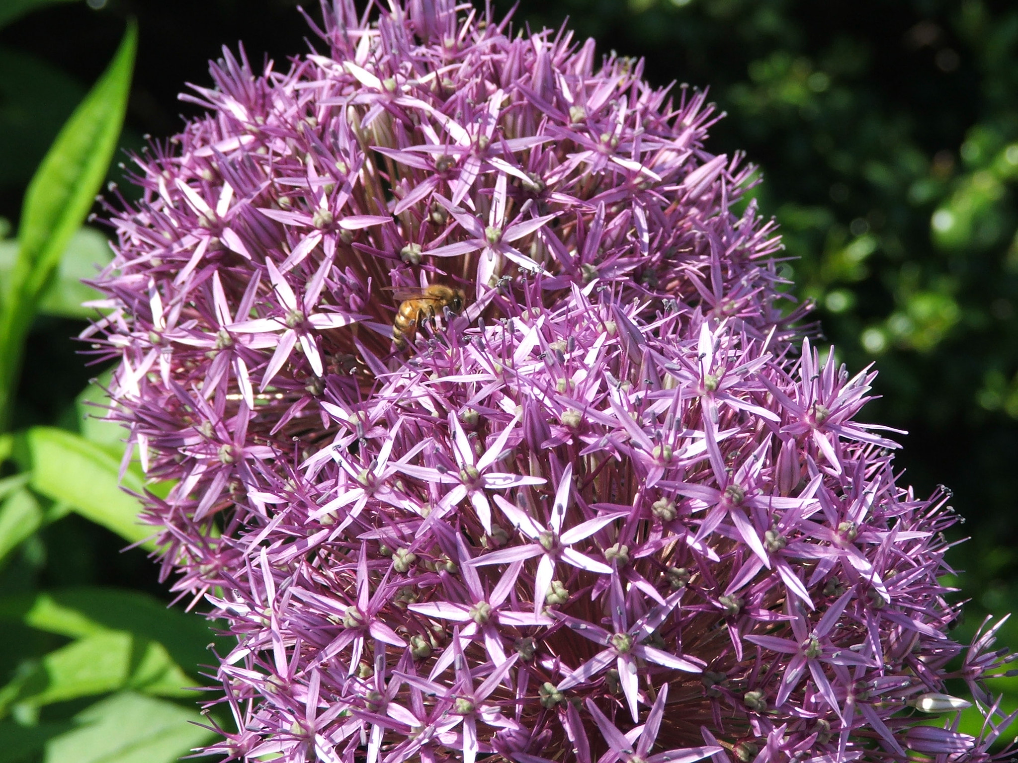 Fujifilm FinePix S5100 sample photo. The floral beauty of cape cod in the early summer. photography