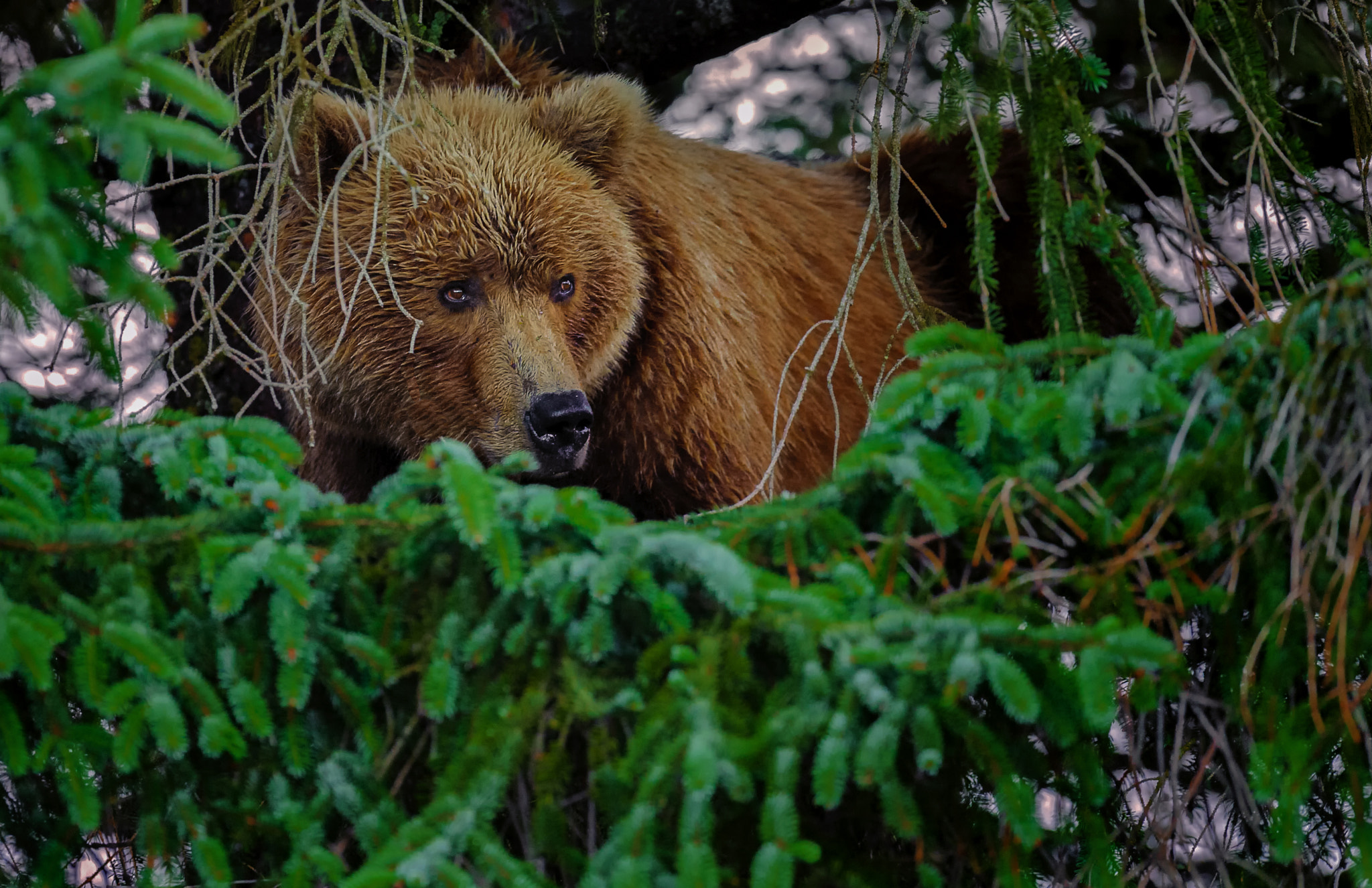 Nikon D700 + Nikon AF-S Nikkor 500mm F4G ED VR sample photo. Coastal brown bear in tree photography