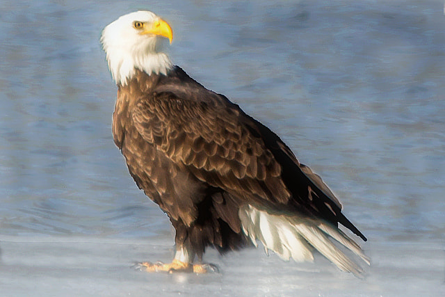 Sigma 150-500mm F5-6.3 DG OS HSM sample photo. Winter eagle photography