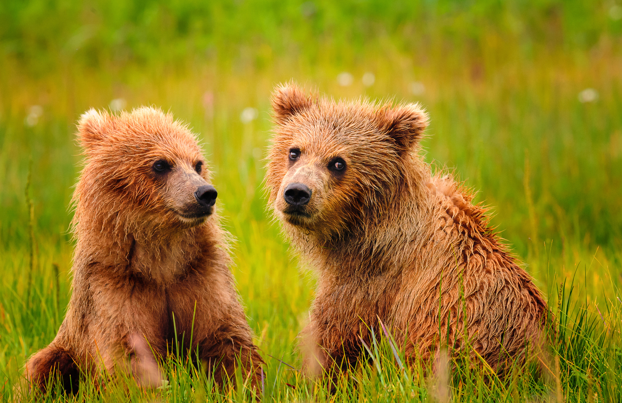 Nikon D700 + Nikon AF-S Nikkor 500mm F4G ED VR sample photo. Coastal brown bear cubs photography