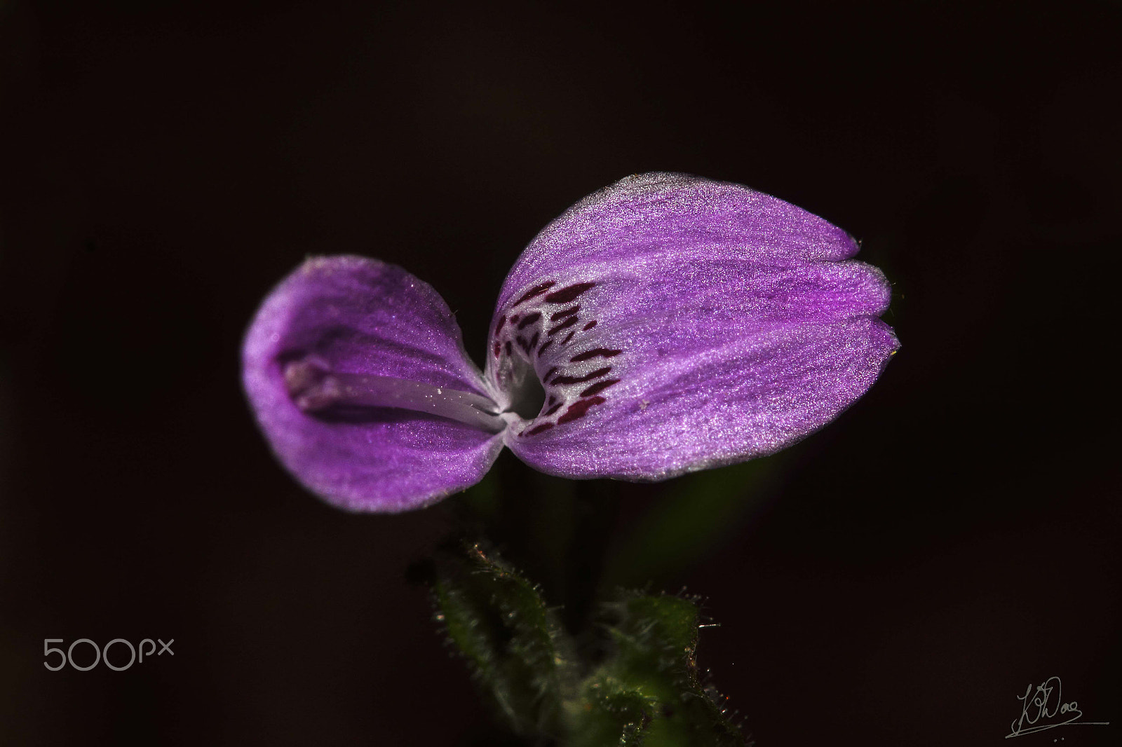 Canon EOS 550D (EOS Rebel T2i / EOS Kiss X4) + Canon EF 100mm F2.8 Macro USM sample photo. 'imperfection is beautiful' photography