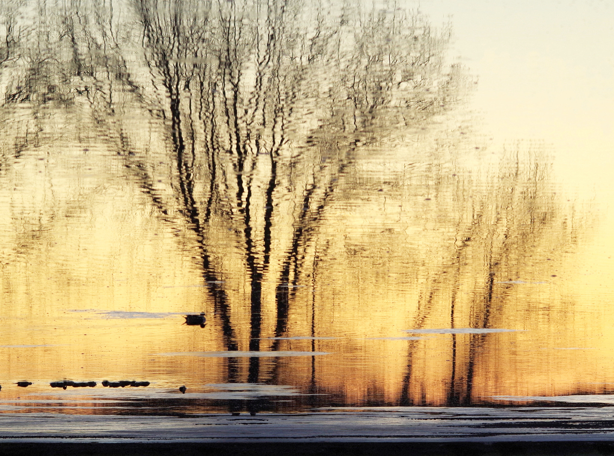 Sigma 150-500mm F5-6.3 DG OS HSM sample photo. Masterpiece of nature photography