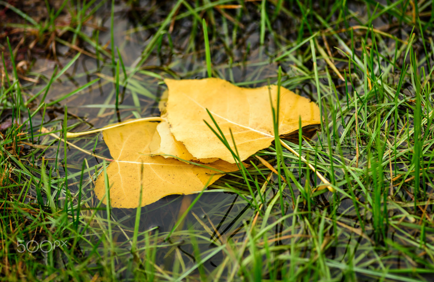 Nikon D810 + Nikon AF Nikkor 180mm F2.8D ED-IF sample photo. Park in the afternoon photography