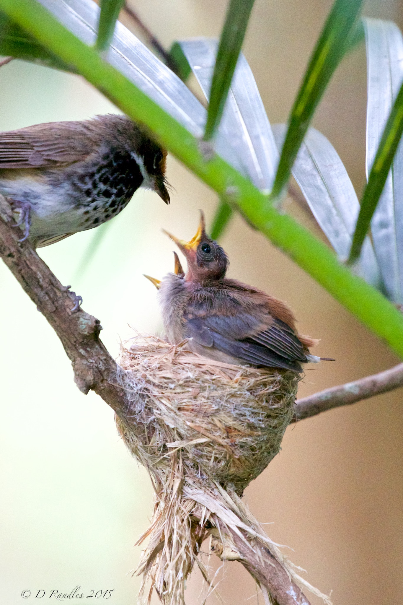 Canon EF 100-400mm F4.5-5.6L IS II USM sample photo. Hungry photography