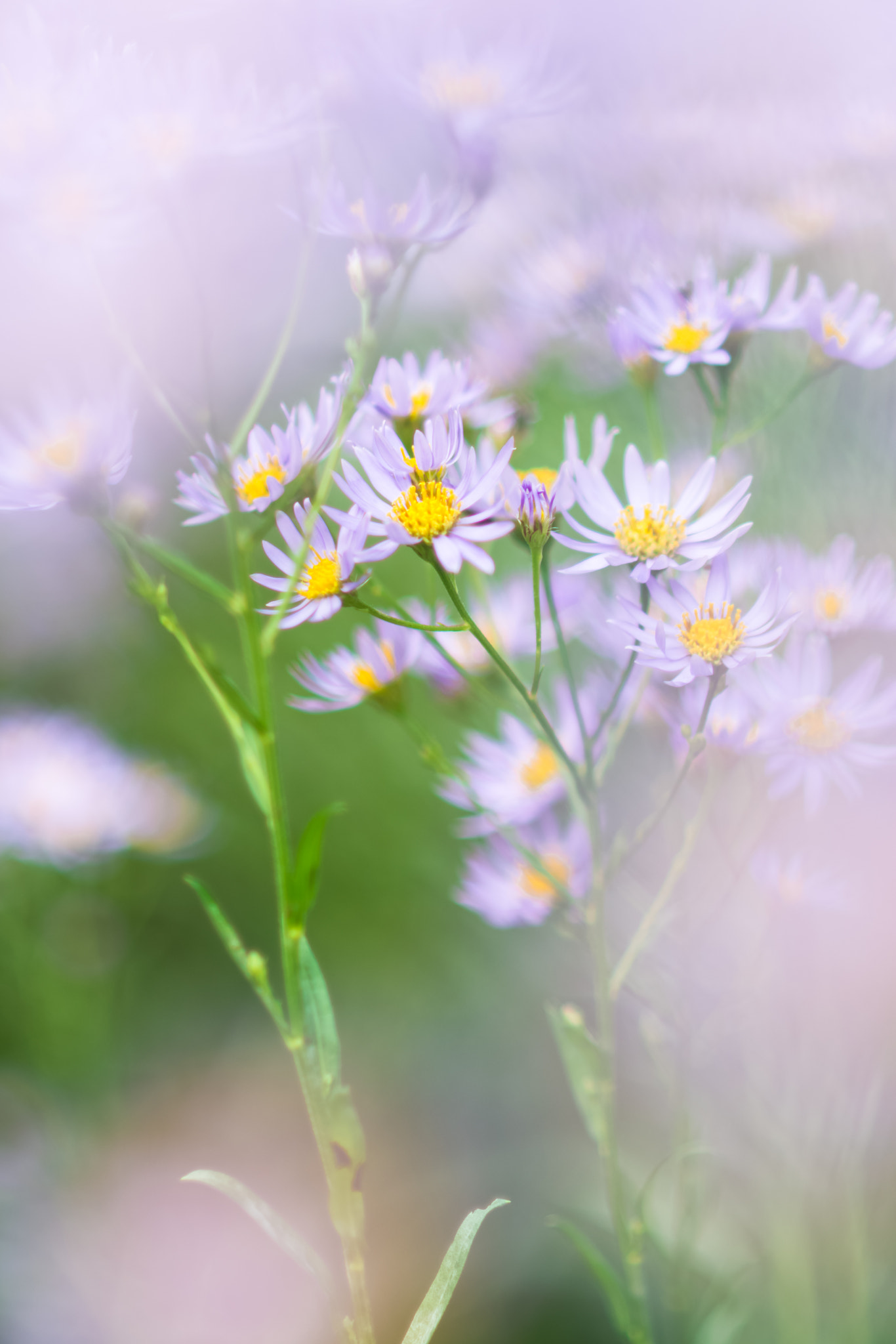 Nikon D7200 + Nikon AF Nikkor 85mm F1.8D sample photo. Tatarian aster photography