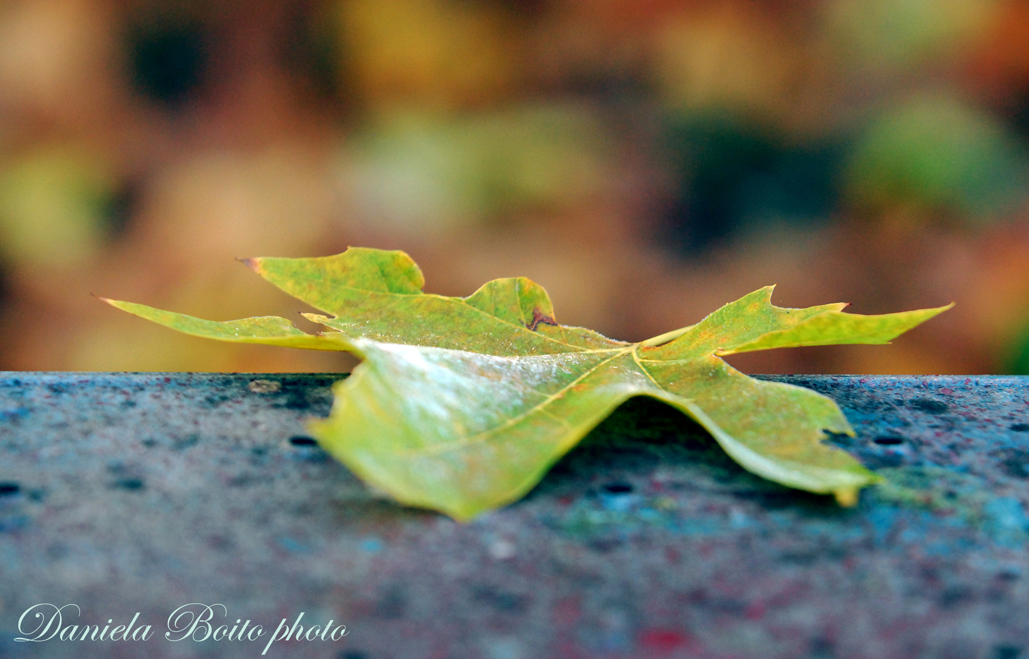 AF-S Zoom-Nikkor 80-200mm f/2.8D IF-ED sample photo. Green leather photography