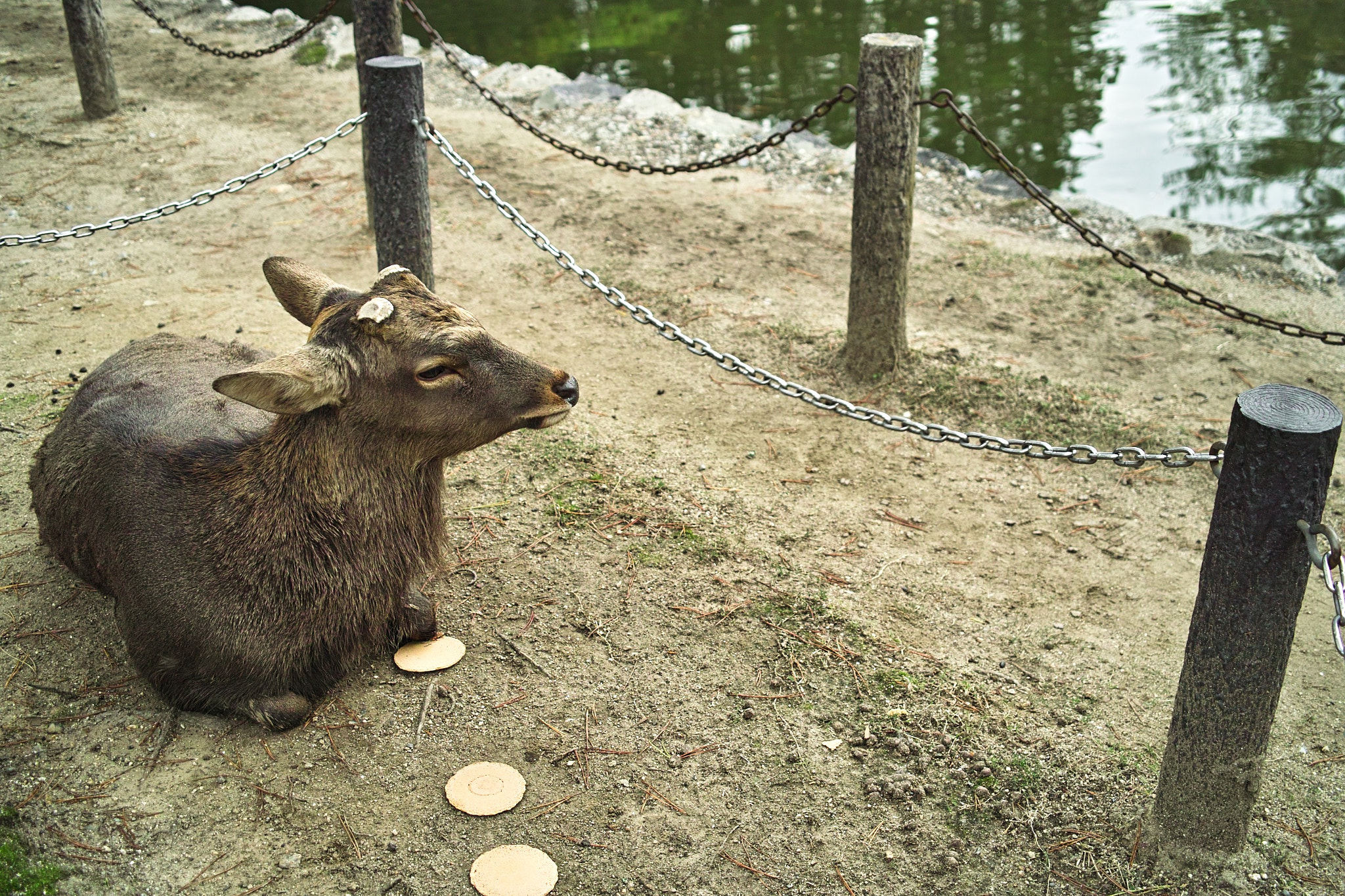Sigma DP2x sample photo. A deer keeping food photography