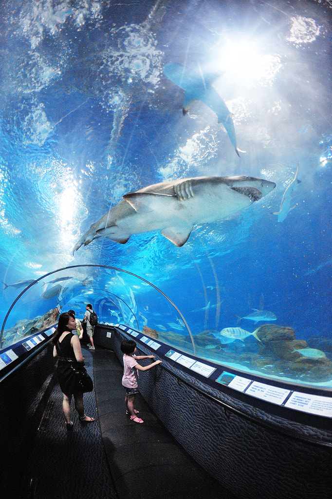 Shanghai Ocean Aquarium by Jack Lee / 500px