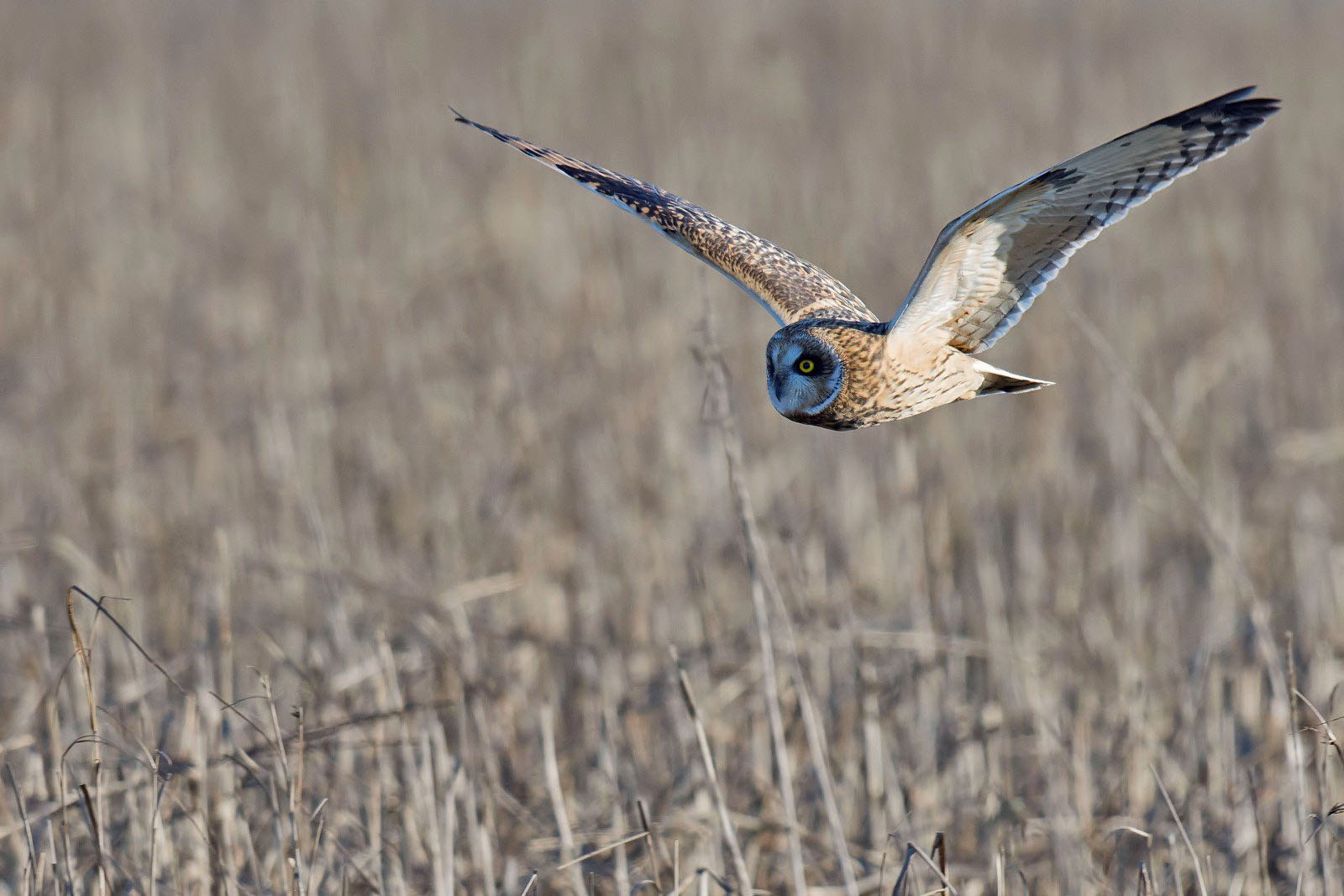 Nikon D7200 + Nikon AF-S Nikkor 500mm F4G ED VR sample photo. Short-eared owl photography