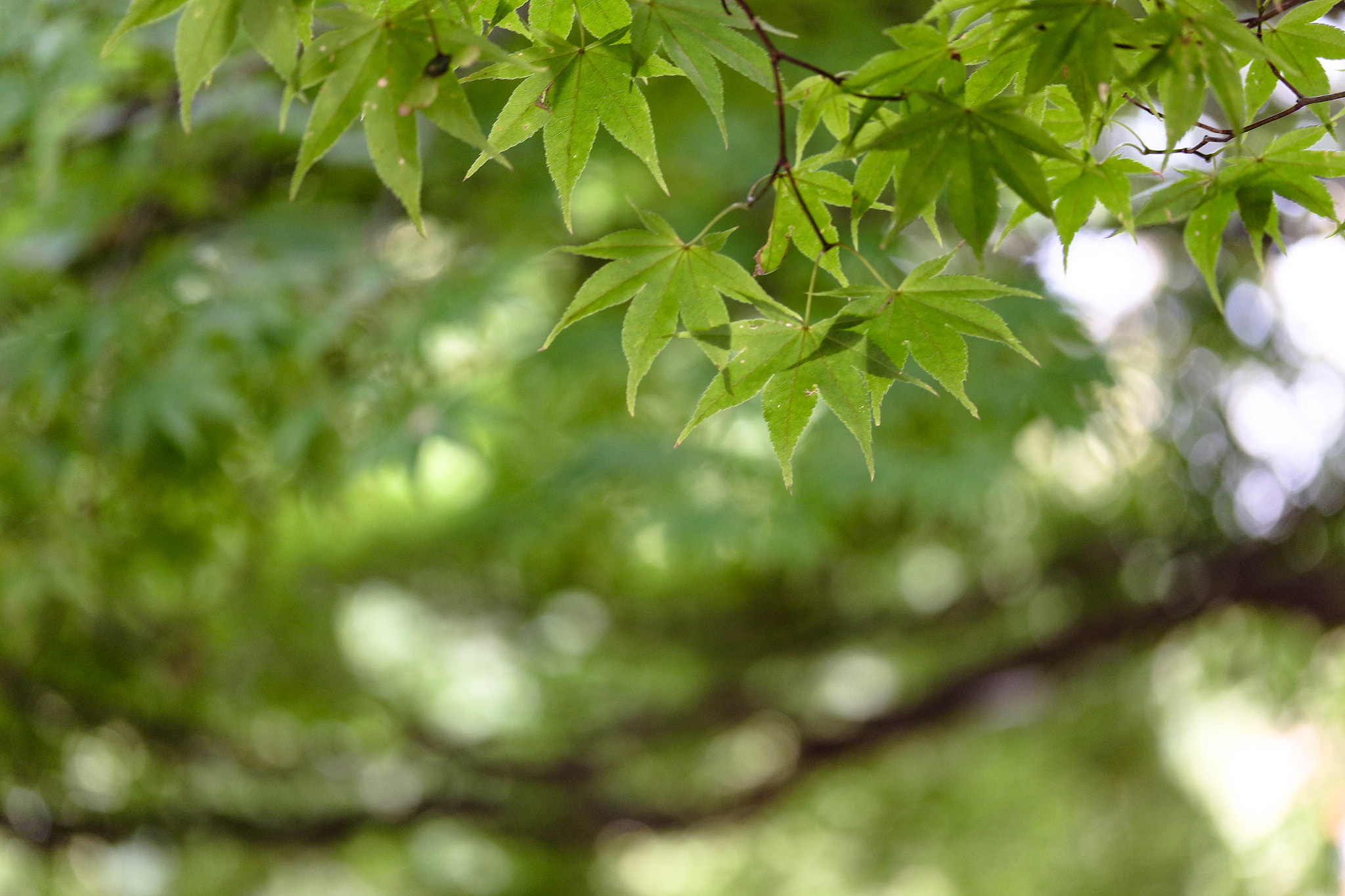 Canon EF-S 60mm F2.8 Macro USM sample photo. Leaves o photography
