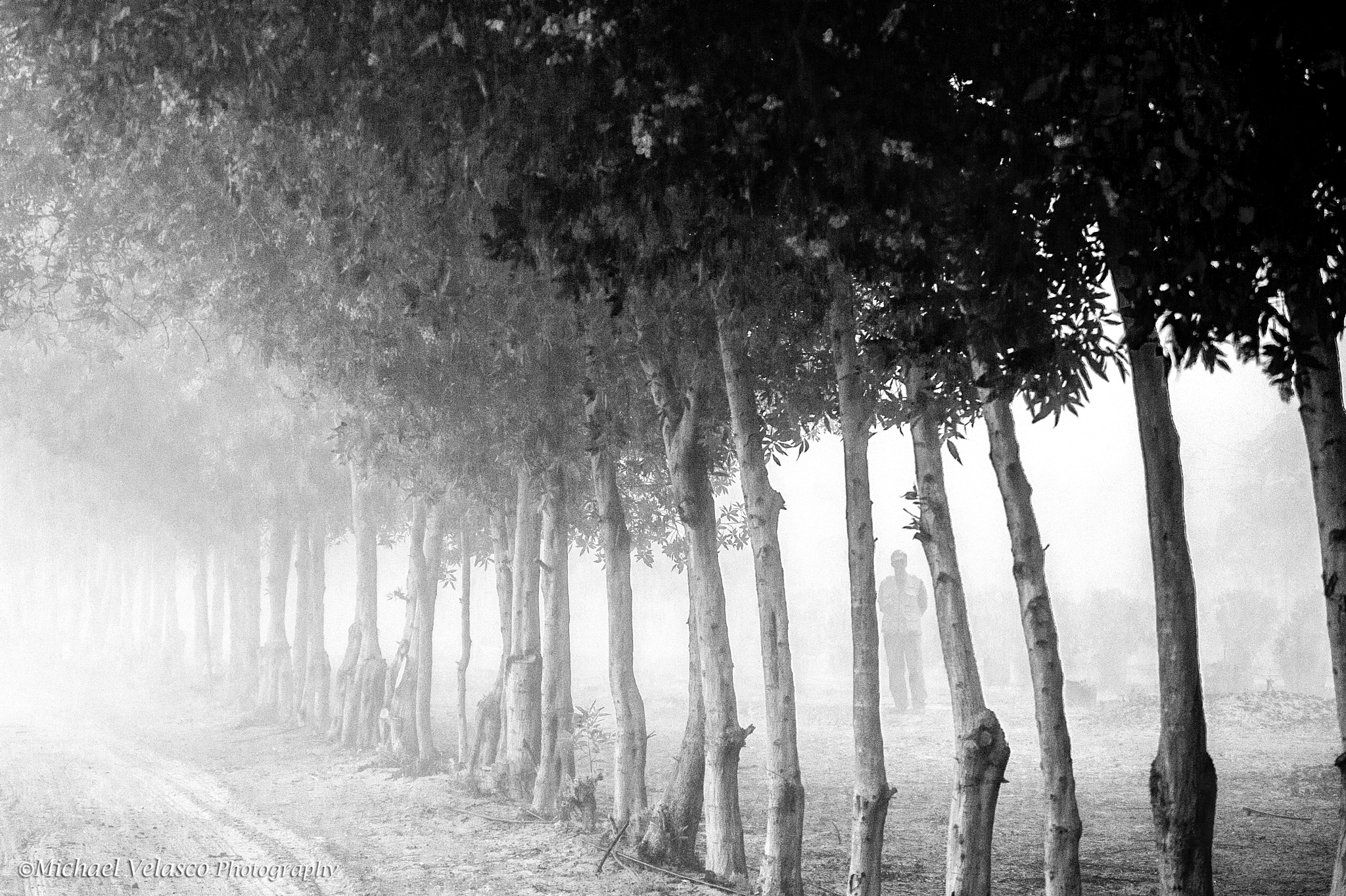 Nikon D3 sample photo. Trees in morning fog photography
