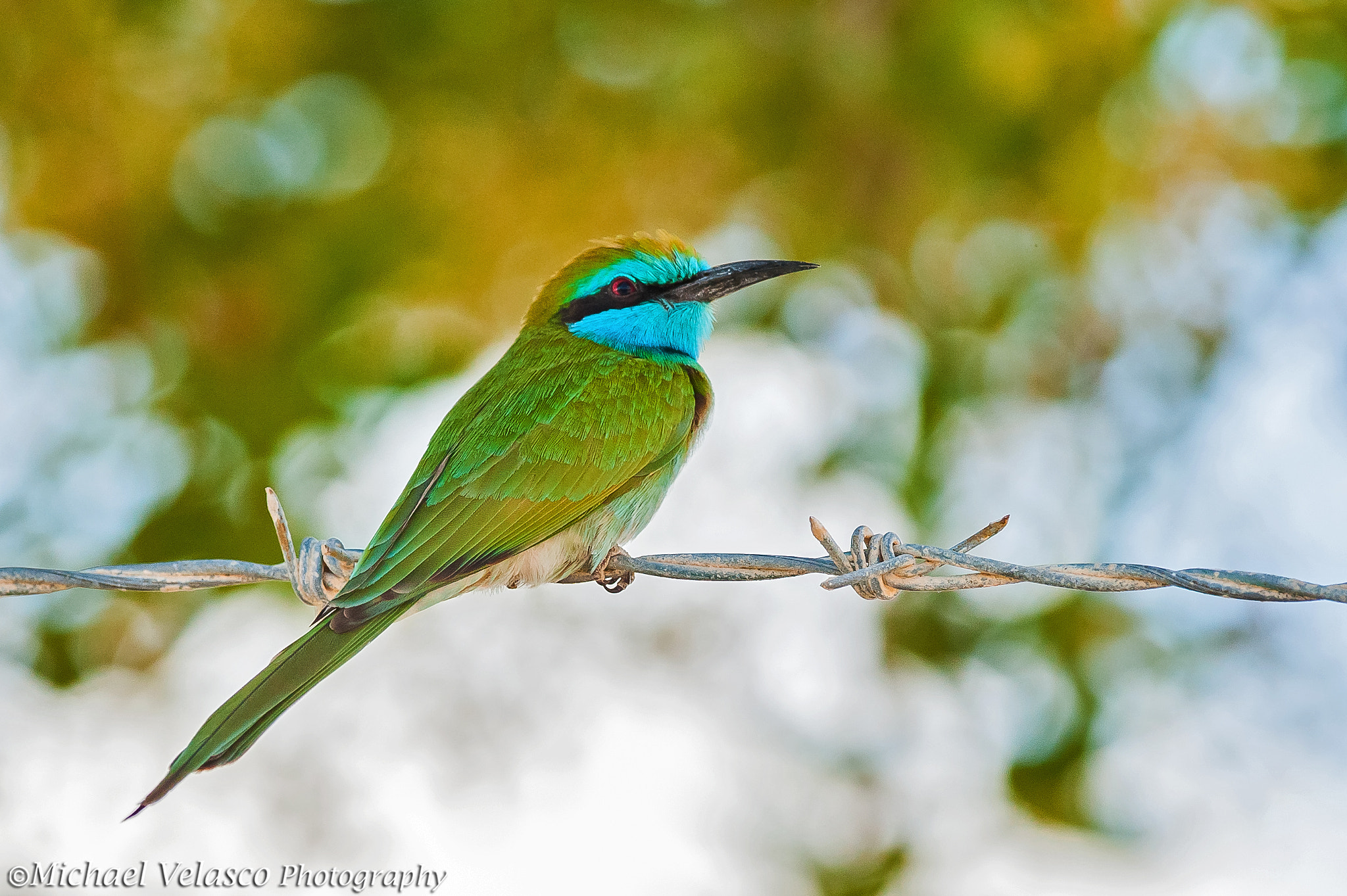 Nikon D3 + Nikon AF-S Nikkor 300mm F4D ED-IF sample photo. Lil green bee eater in green bokeh photography