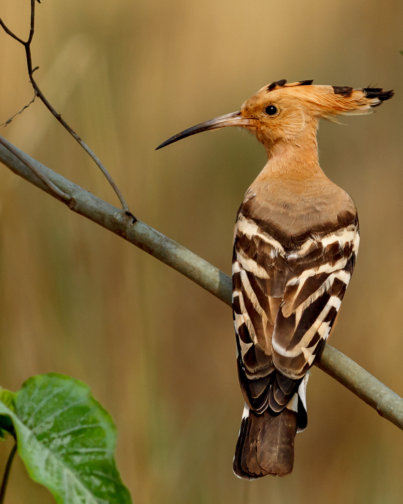Canon EOS 60D + Canon EF 400mm F5.6L USM sample photo. Hoopoe photography