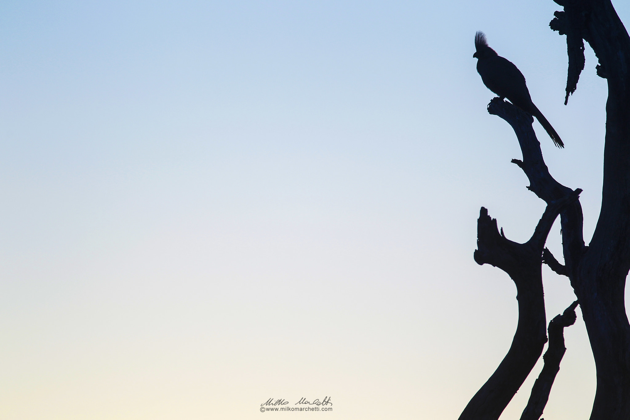 Canon EF 300mm f/2.8L + 1.4x sample photo. Silhouette photography