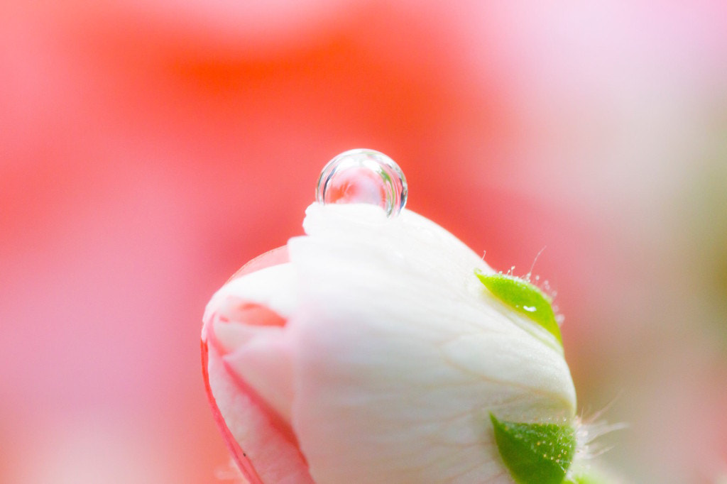 Tamron SP AF 90mm F2.8 Di Macro sample photo. Newborn photography