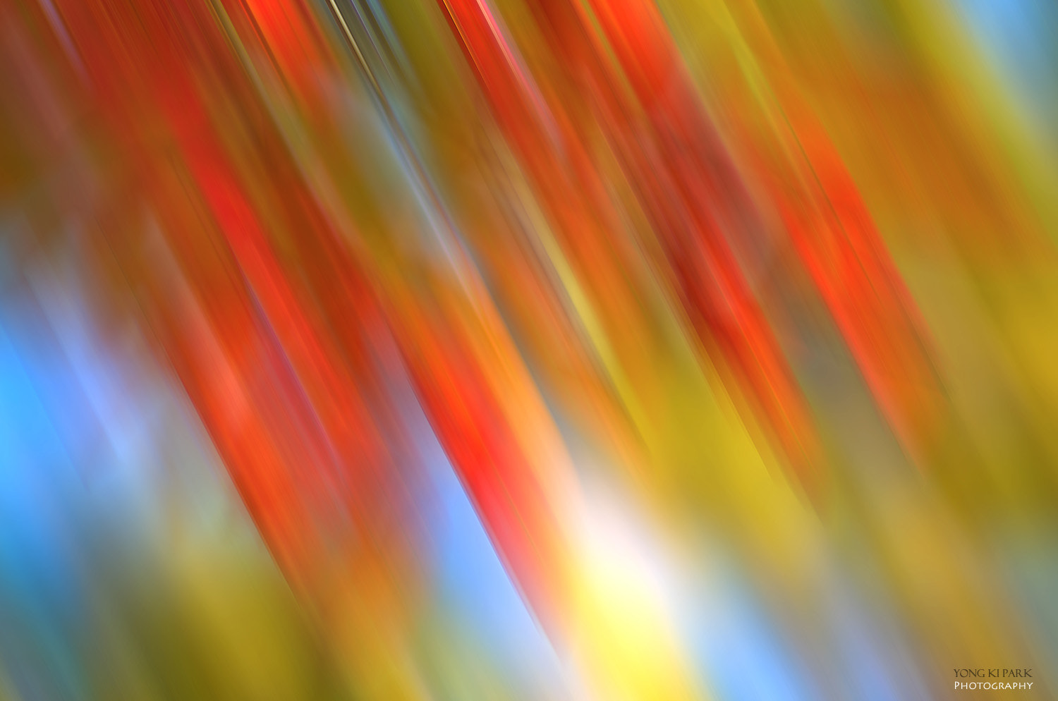 Pentax smc D-FA 100mm F2.8 macro sample photo. Color of autumn photography