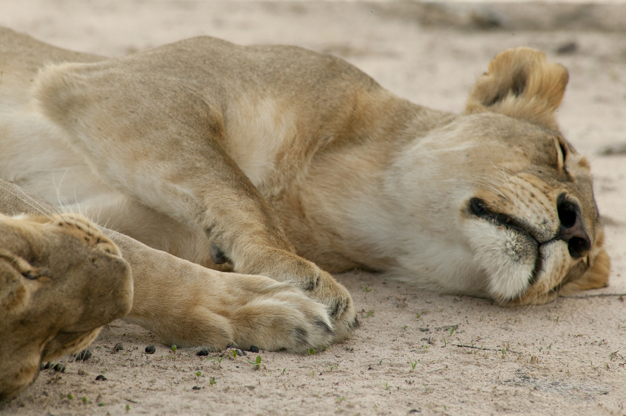 Canon EOS-1Ds + Canon EF 400mm f/2.8L sample photo. The slightest touch photography