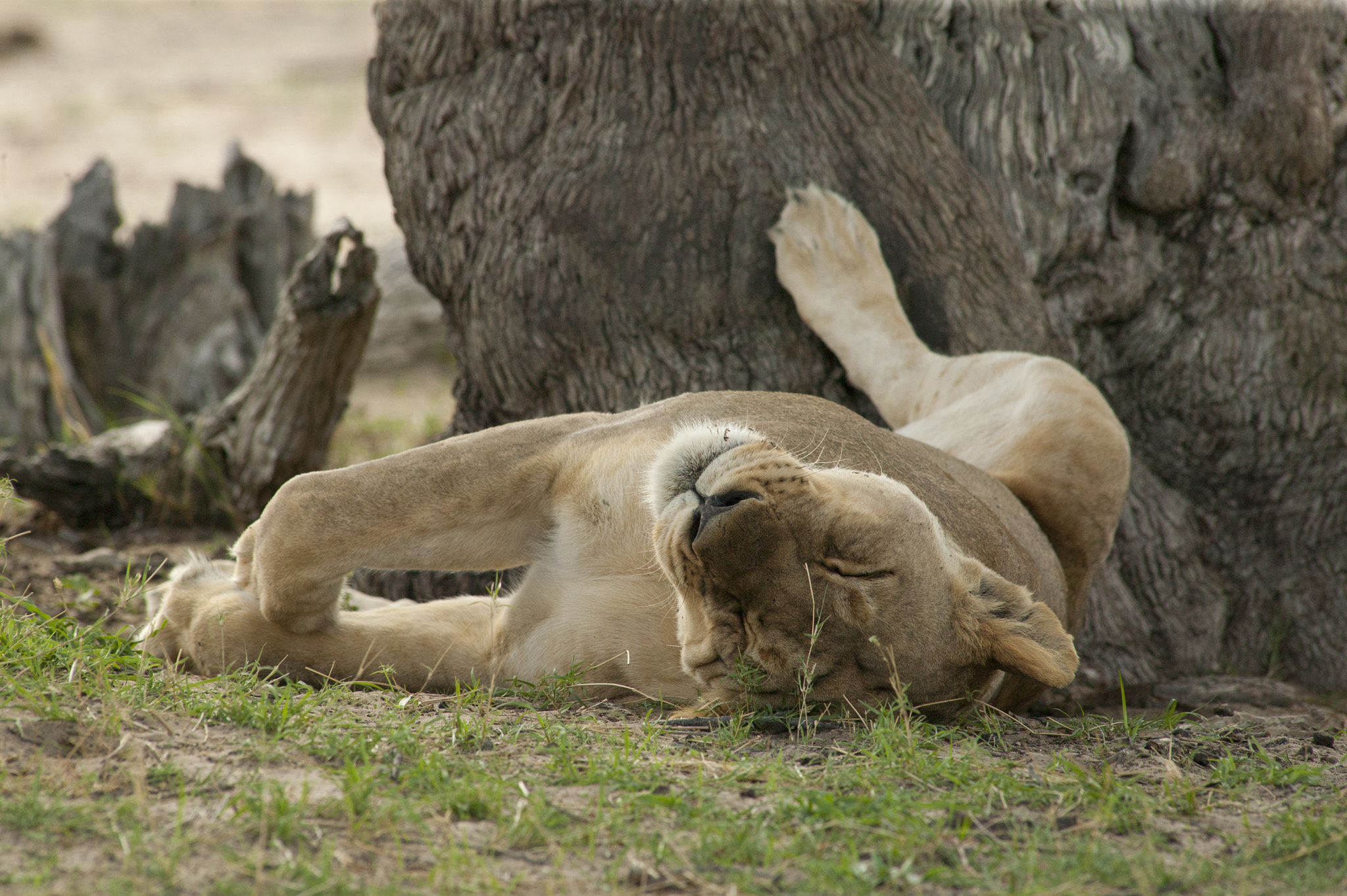 Canon EOS-1Ds + Canon EF 400mm f/2.8L sample photo. Doing my bit photography