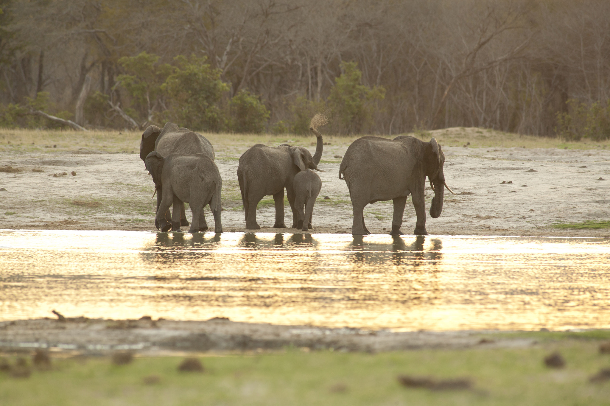 Canon EOS-1Ds + Canon EF 400mm f/2.8L sample photo. Hwange elephants photography