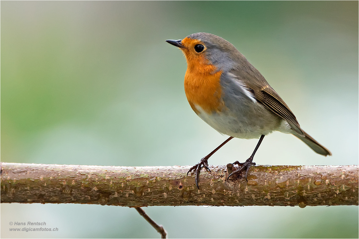 Nikon D4 sample photo. European robin /  erithacus rubecula photography