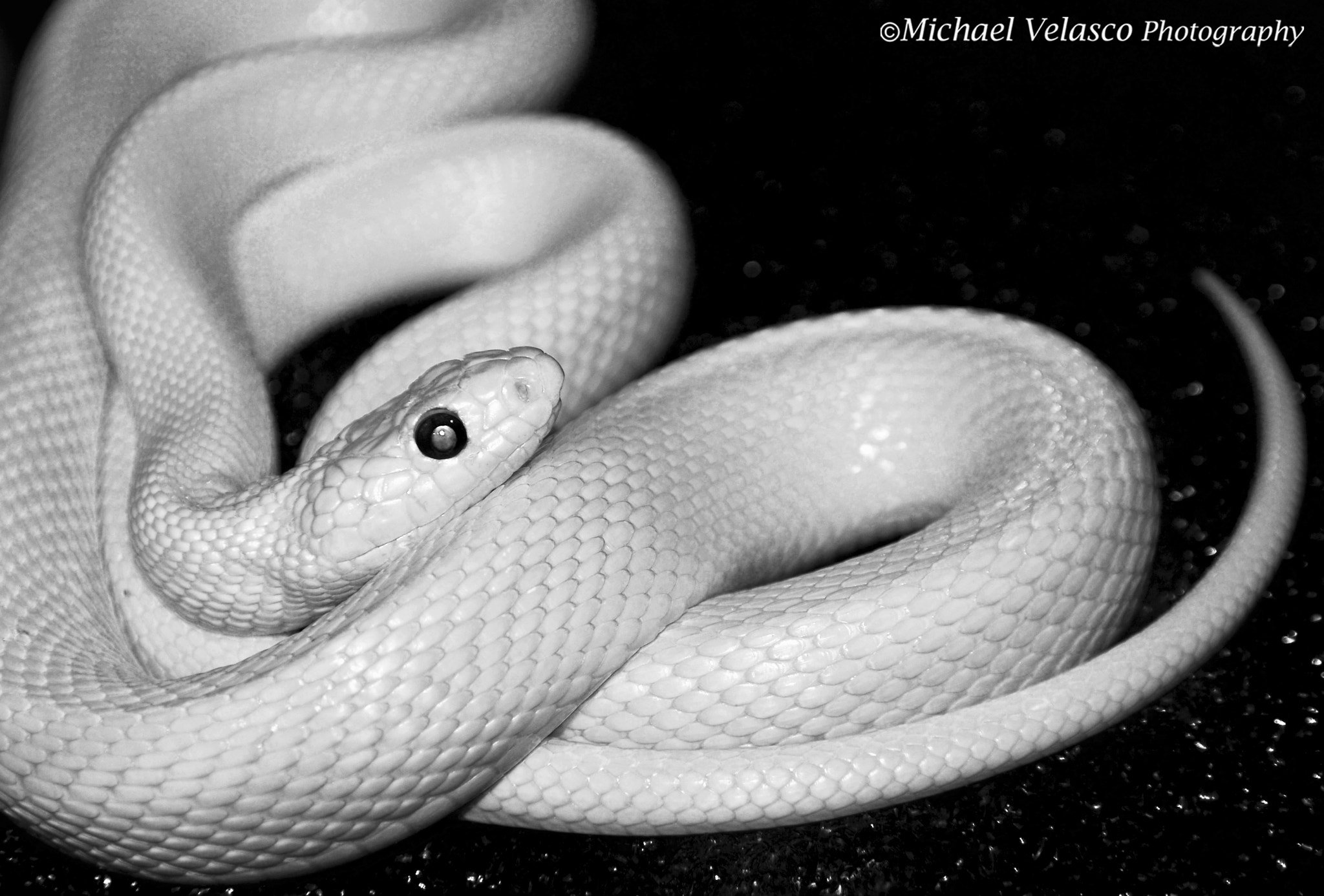 Sigma 18-200mm F3.5-6.3 DC OS HSM sample photo. Albino snake photography