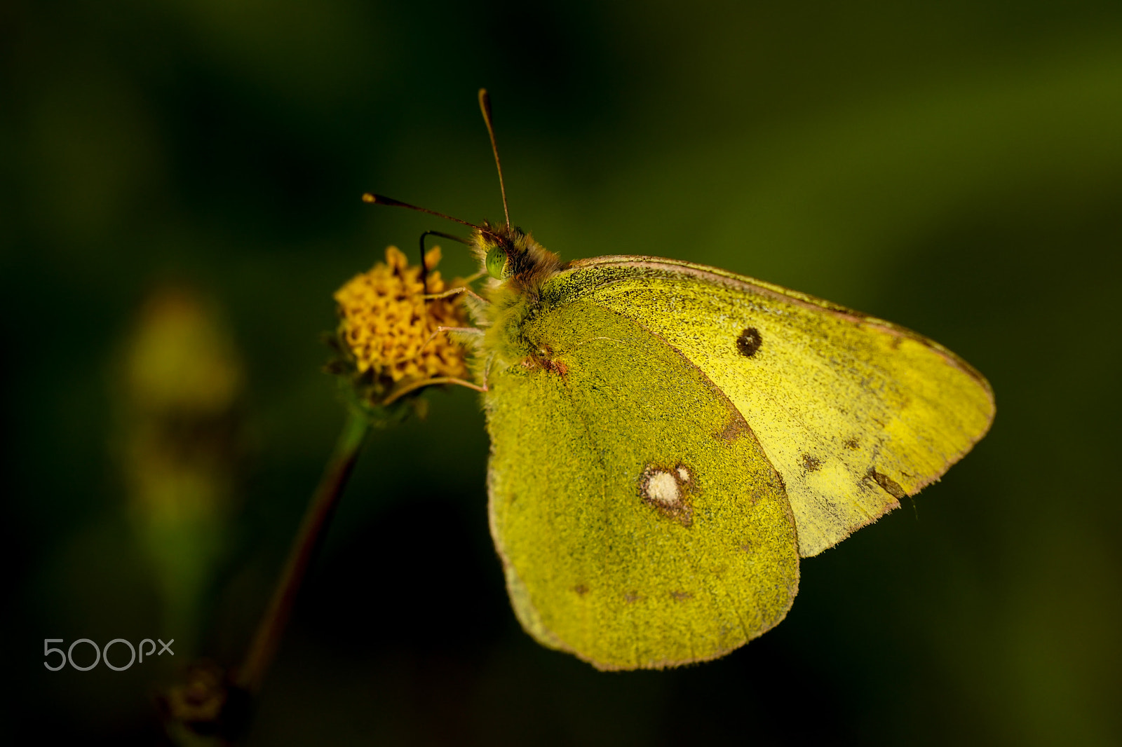 Sony ILCA-77M2 + Minolta AF 100mm F2.8 Macro [New] sample photo. The pale clouded yellow photography