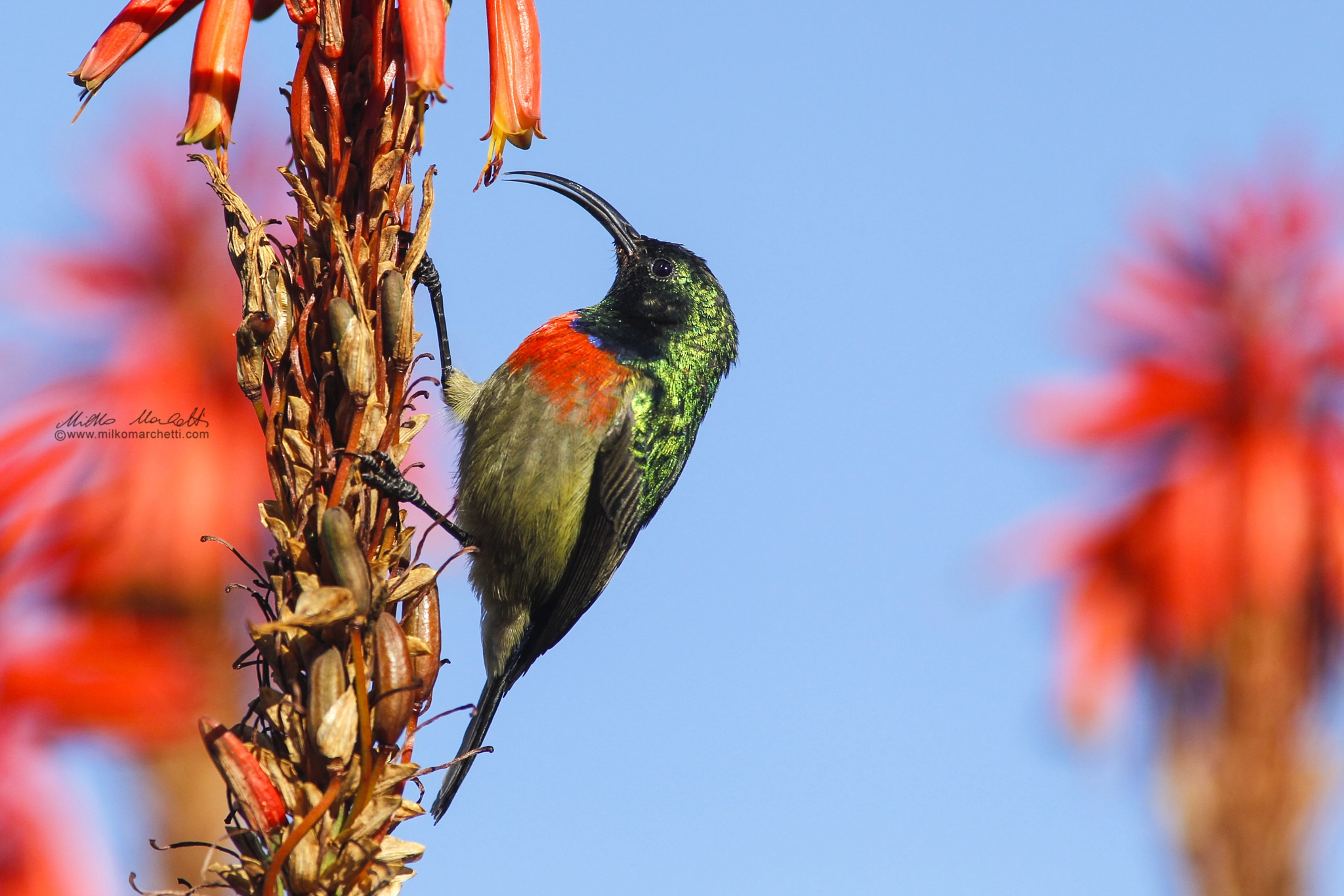 Canon EF 300mm f/2.8L + 1.4x sample photo. Red, green, blue.... photography