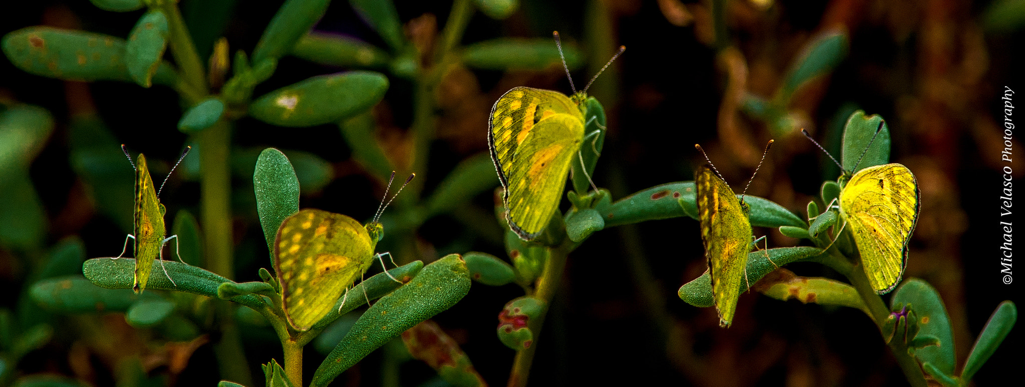 Nikon D3 + Nikon AF-S Nikkor 300mm F4D ED-IF sample photo. 5 butterflies photography