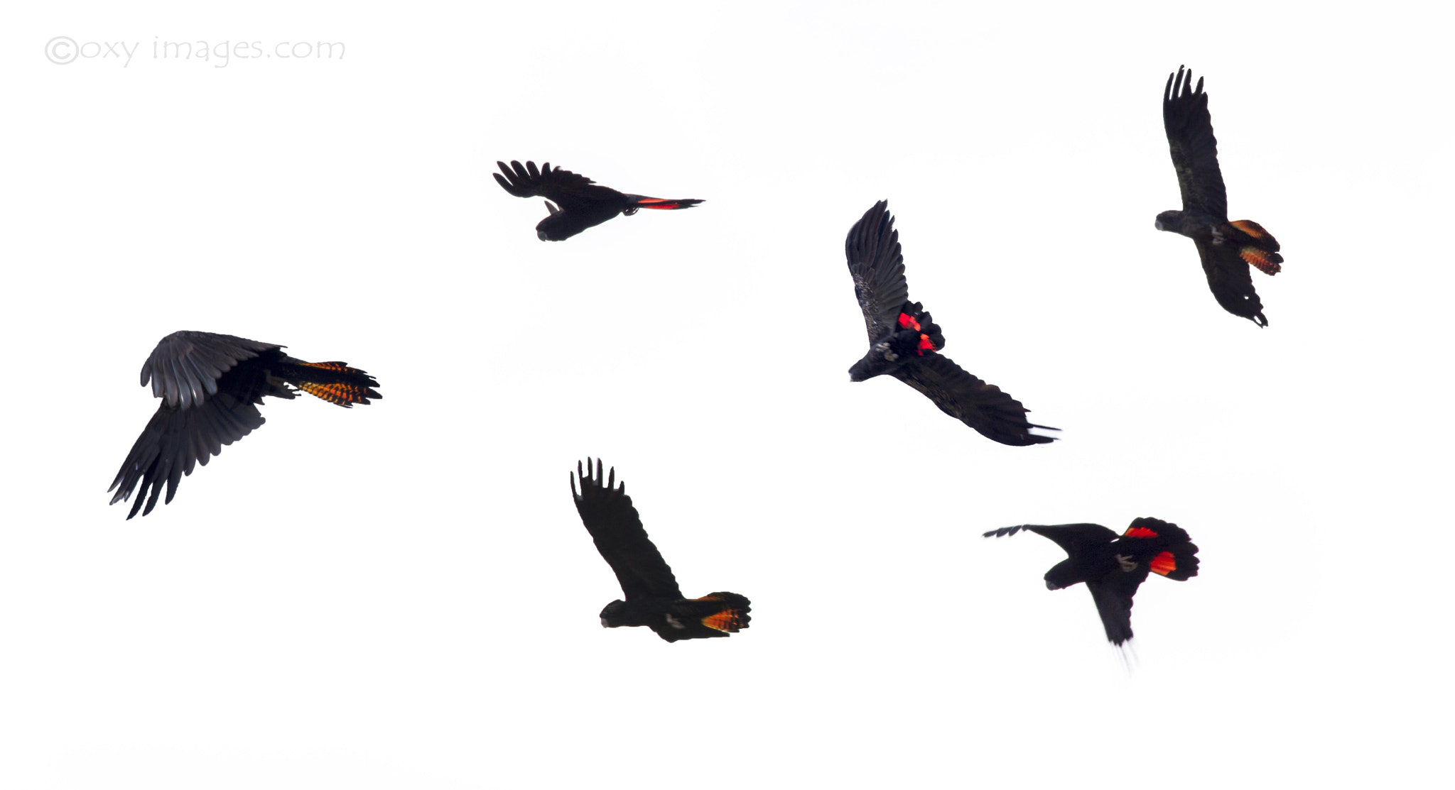 Sigma 18-200mm F3.5-6.3 II DC OS HSM sample photo. Redtails scatter... photography