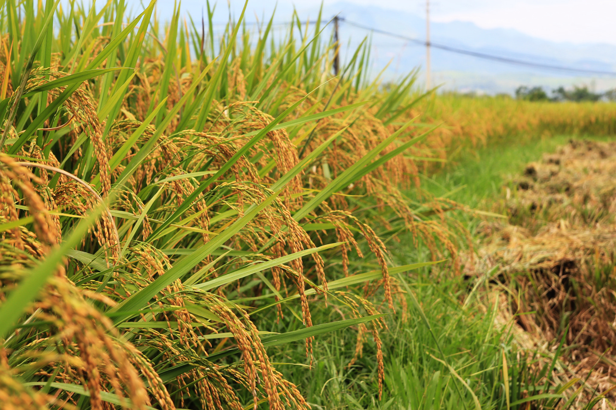 Canon EOS 550D (EOS Rebel T2i / EOS Kiss X4) sample photo. Mu cang chai, yen bai, viet nam photography