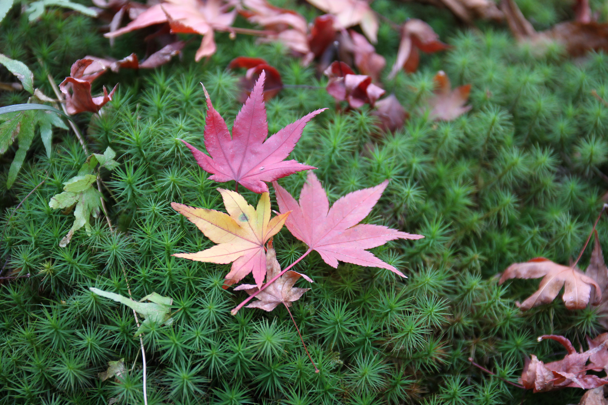 Canon EOS-1D Mark IV sample photo. Early winter from late autumn at kyoto in japan photography