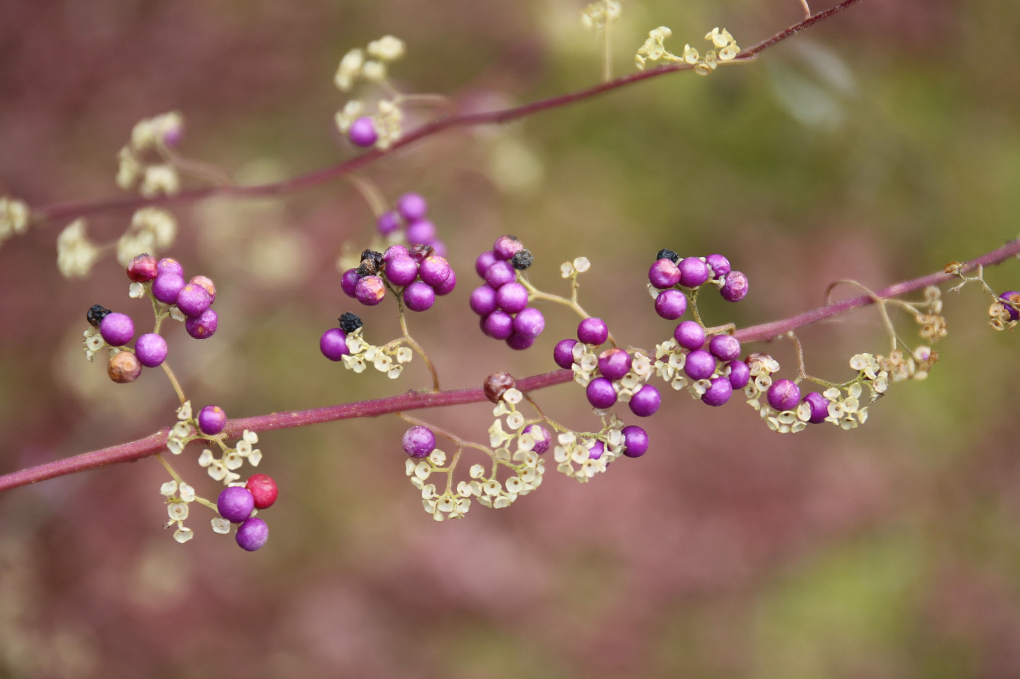 Canon EOS-1D Mark IV sample photo. Early winter from late autumn at kyoto in japan photography