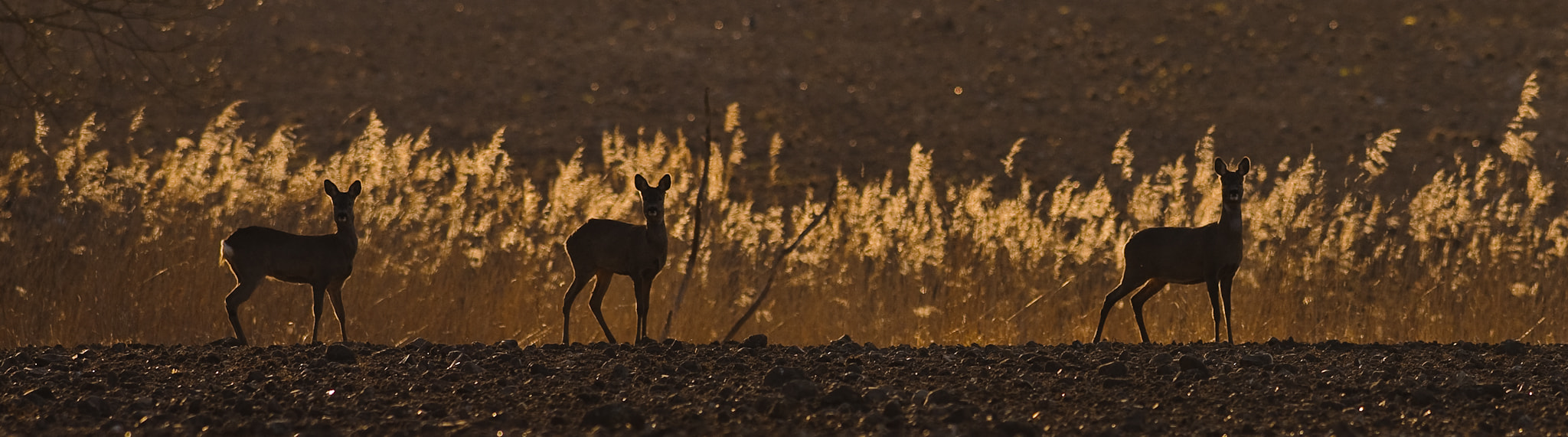 Nikon AF-S Nikkor 300mm F2.8G ED VR II sample photo. Roe deer against "burning" straw photography