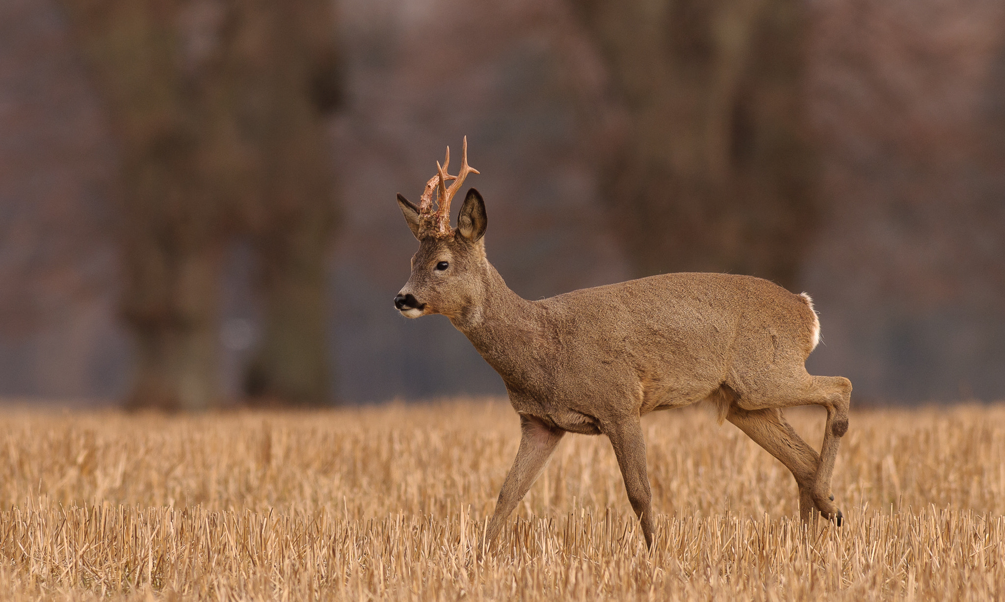 Nikon AF-S Nikkor 300mm F2.8G ED VR II sample photo. Roebuck in the early spring photography