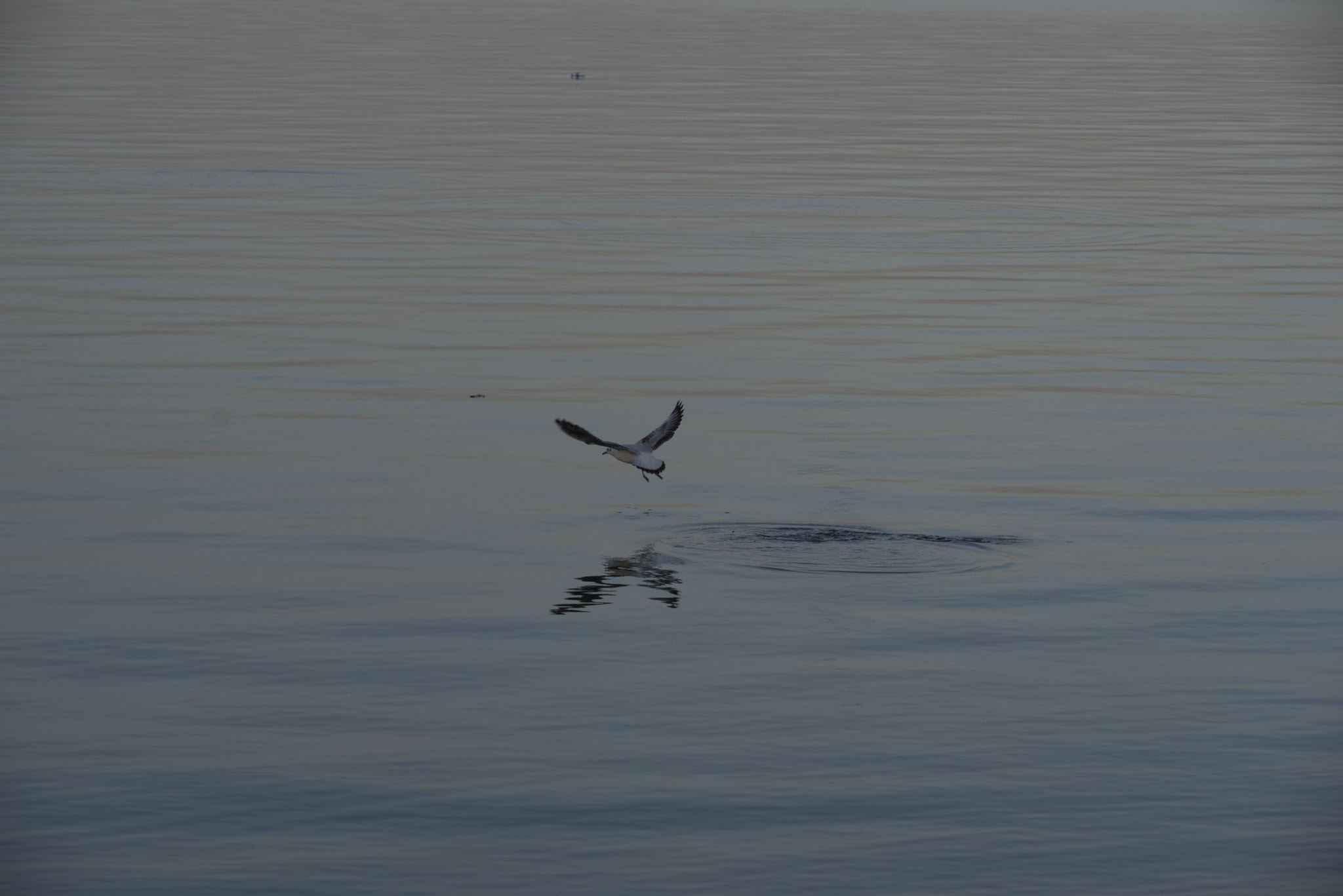 Sigma 150mm F2.8 EX DG Macro HSM sample photo. Seagull... photography