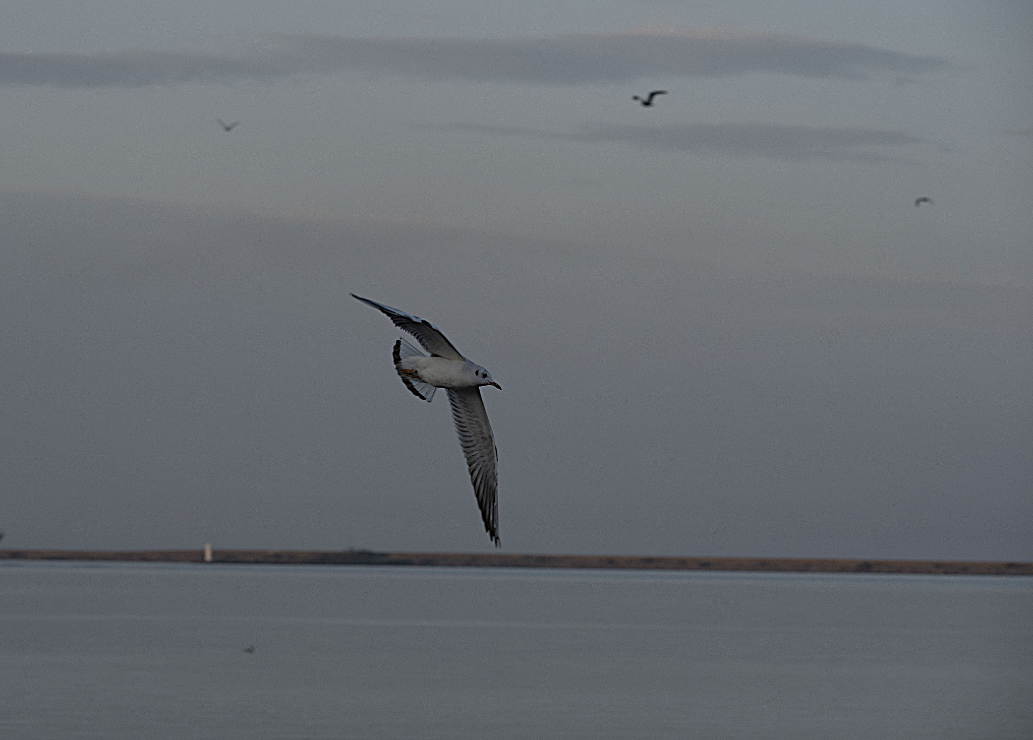 Sigma 150mm F2.8 EX DG Macro HSM sample photo. Seagull... photography