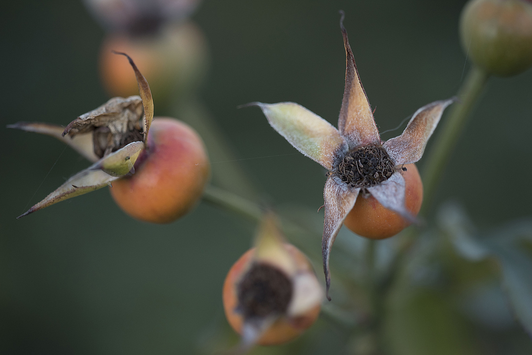 Sigma 150mm F2.8 EX DG Macro HSM sample photo. Rose seeds... photography