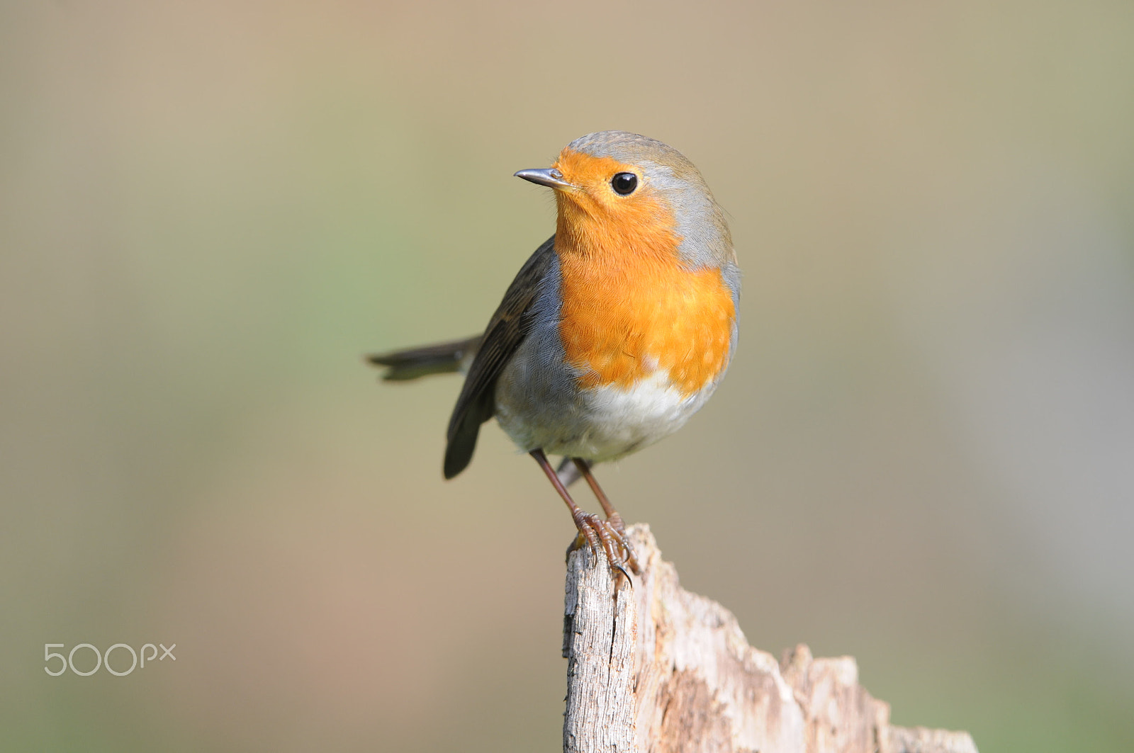 Nikon AF-S Nikkor 200-400mm F4G ED-IF VR sample photo. Erithacus rubecula photography